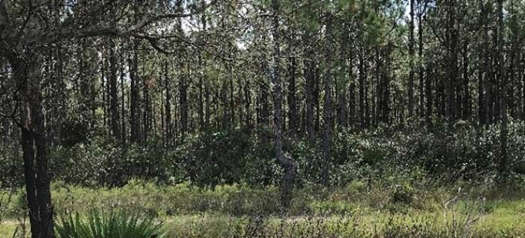 Lake Swamp Mitigation Bank | Florida Association of Mitigation Bankers
